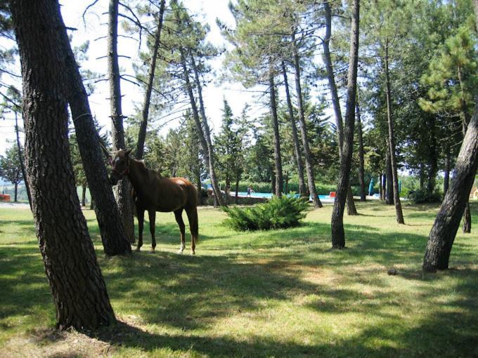 Yellowstone In Chianti Resort E Pool San Gimignano Esterno foto